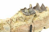 Fossil Running Rhino (Hyracodon) Jaw Section - South Dakota #285129-3